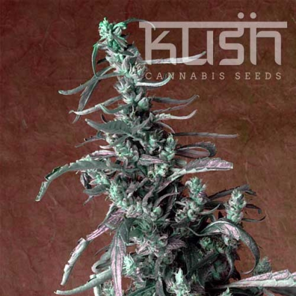Haze Kush Regular Cannabis Seeds | Kush Seeds