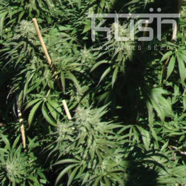 Sour Kush Feminised Cannabis Seeds | Kush Seeds