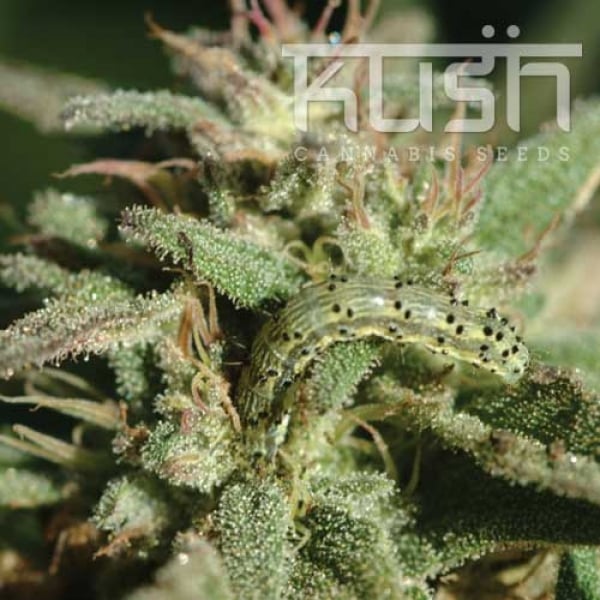 White Kush Feminised Cannabis Seeds | Kush Seeds