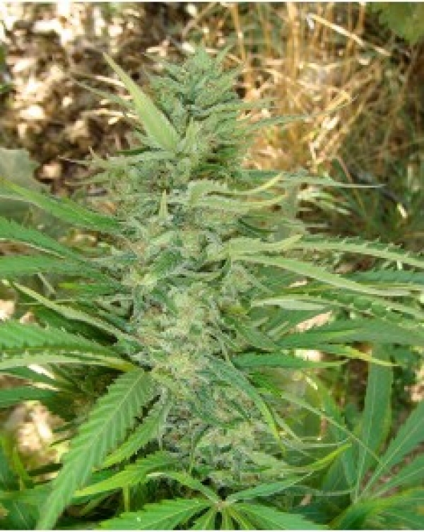 Kushadelic Feminised Cannabis Seeds | Soma Seeds