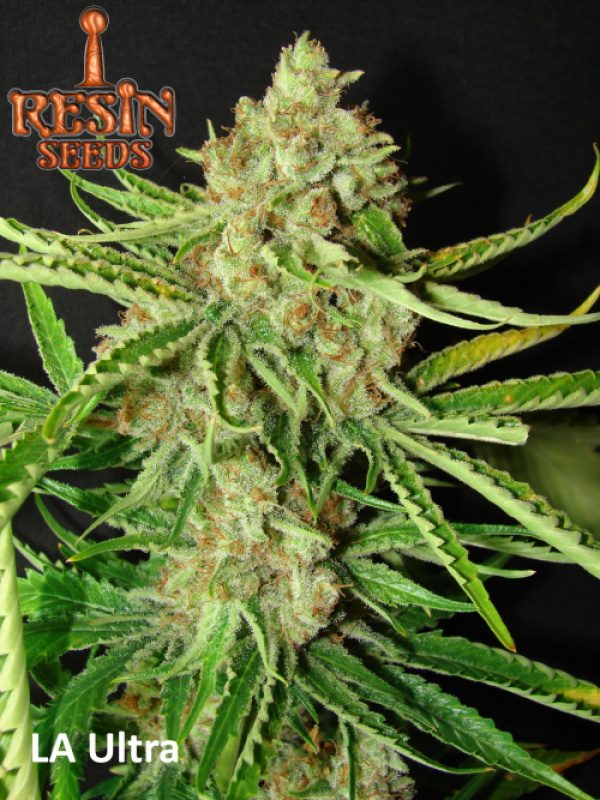 LA Ultra Feminised Cannabis Seeds | Resin Seeds