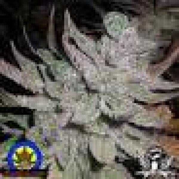 Lebanese x Skunk # 1 Regular Cannabis Seeds | Next Generation Seeds
