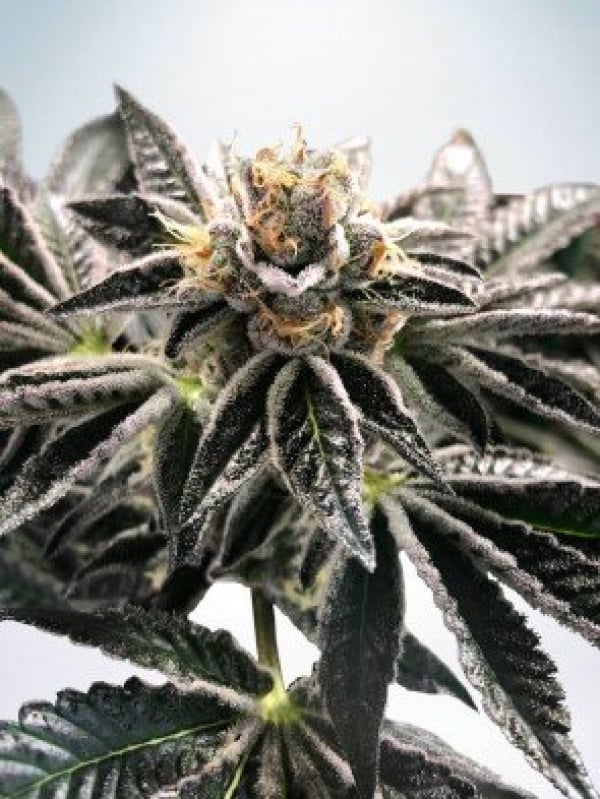 Mandarin Gelato Feminised Cannabis Seeds | Ministry of Cannabis