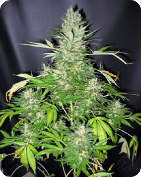 Master Kush x Skunk Regular Cannabis Seeds | Mr Nice Seed