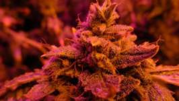Master Kush Feminised Cannabis Seeds | Nirvana 