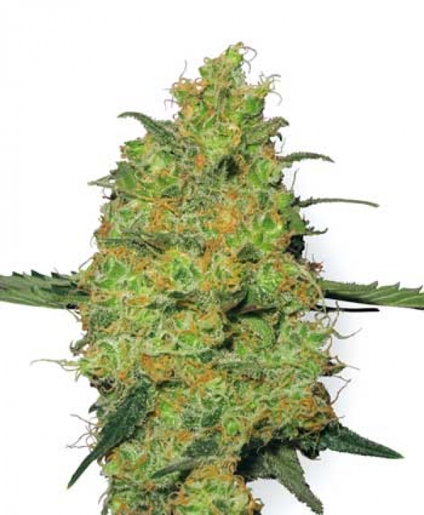 Master Kush Auto Feminised Cannabis Seeds | White Label Seed Company