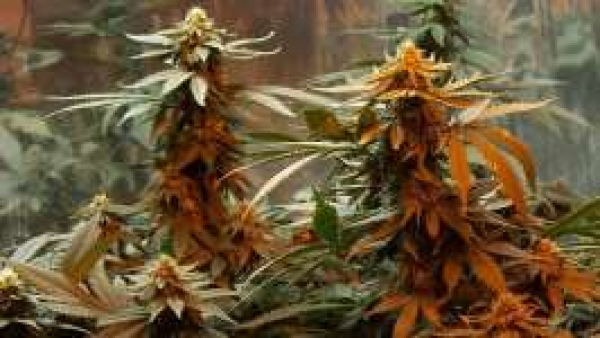 Master Kush Regular Cannabis Seeds | Nirvana