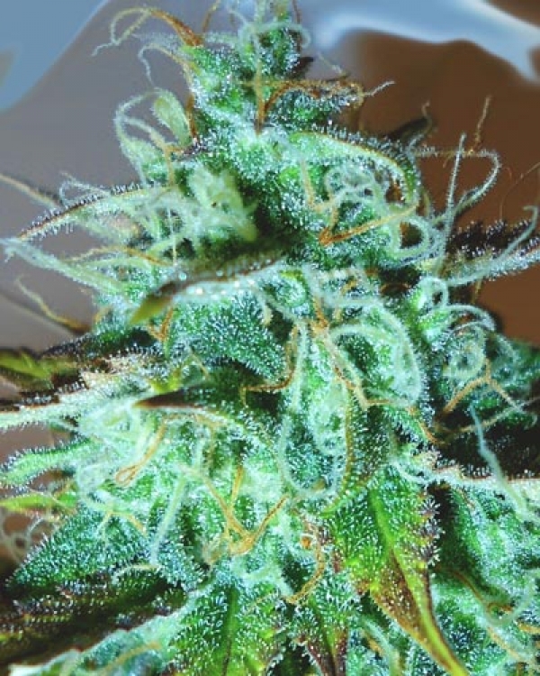 Black Afghani Kush Regular Cannabis Seeds