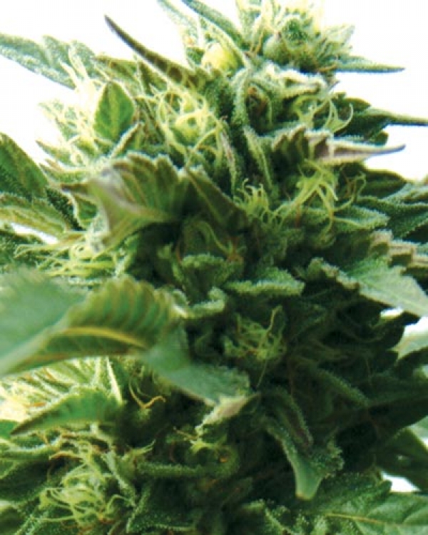 Bubba Kush Regular Cannabis Seeds