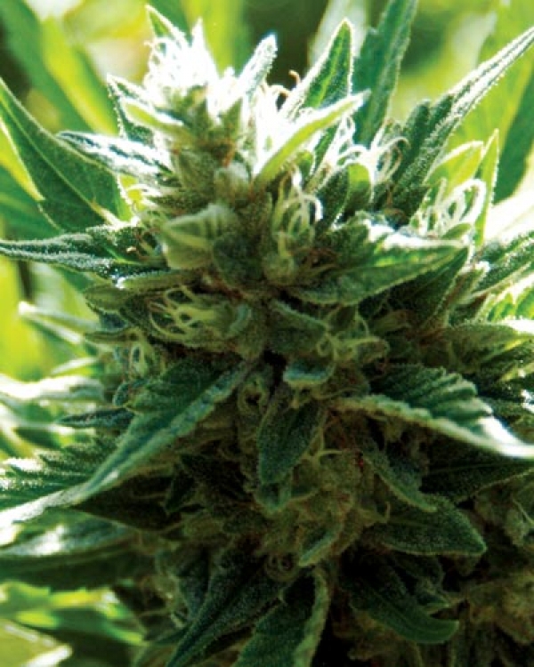 Cali Jack Regular Cannabis Seeds | Medicann