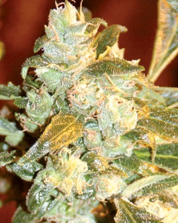 Kush Fromage Regular Cannabis Seeds