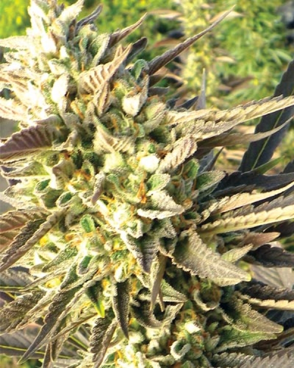 Trainwreck Feminised Cannabis Seeds