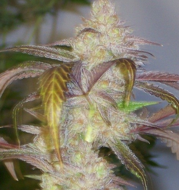 Mercedes Lady Regular Cannabis Seeds | Hazeman Seeds