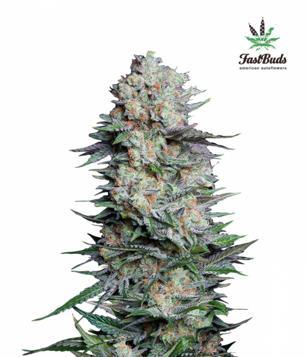 Mexican Airlines Auto Feminised Cannabis Seeds | Fast Buds