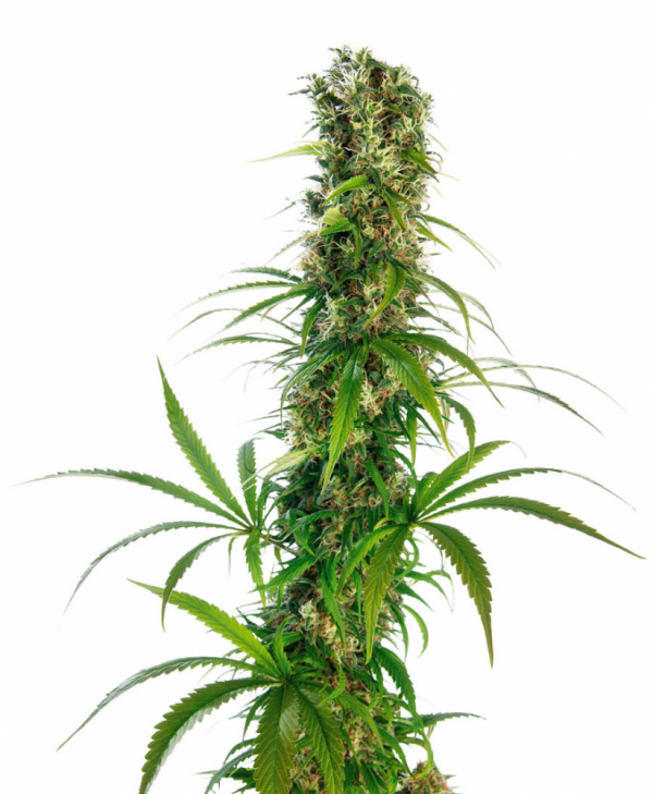 Michka Regular Cannabis Seeds | Sensi Seeds 