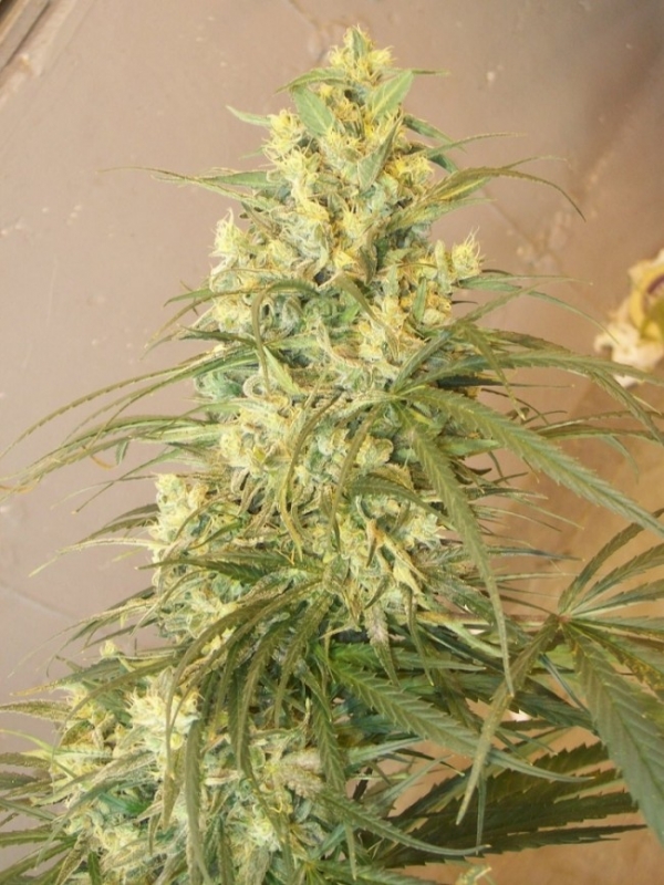 Mountain Gold Regular Cannabis Seeds | Ace Seeds.