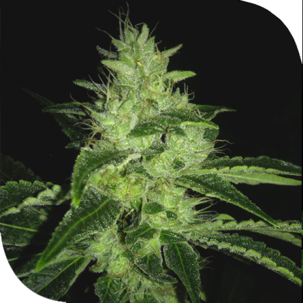 Mr-X Kush Regular Cannabis Seeds | Plantformers