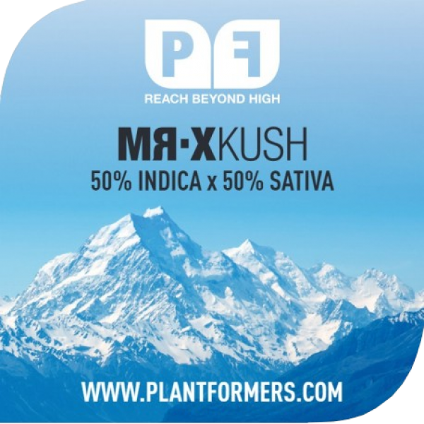 Mr-X Kush Feminised Cannabis Seeds | Plantformers