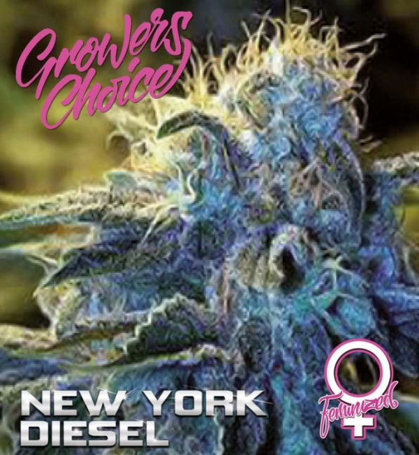 New York Diesel Feminised Cannabis Seeds - Growers Choice
