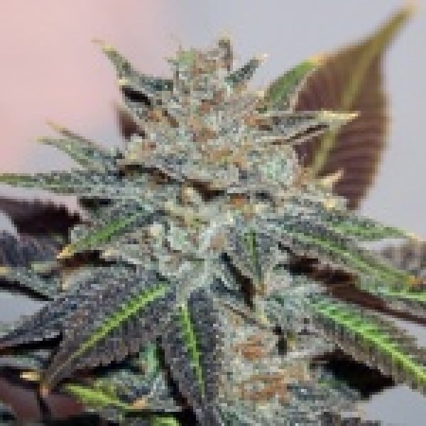 Night Nurse Regular Cannabis Seeds | BC Bud Depot