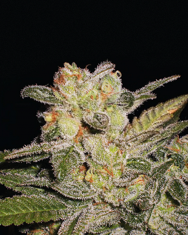 Northern Delights Auto Feminised Cannabis Seeds