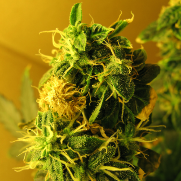 Auto Northern Light Feminised Cannabis Seeds | Nirvana