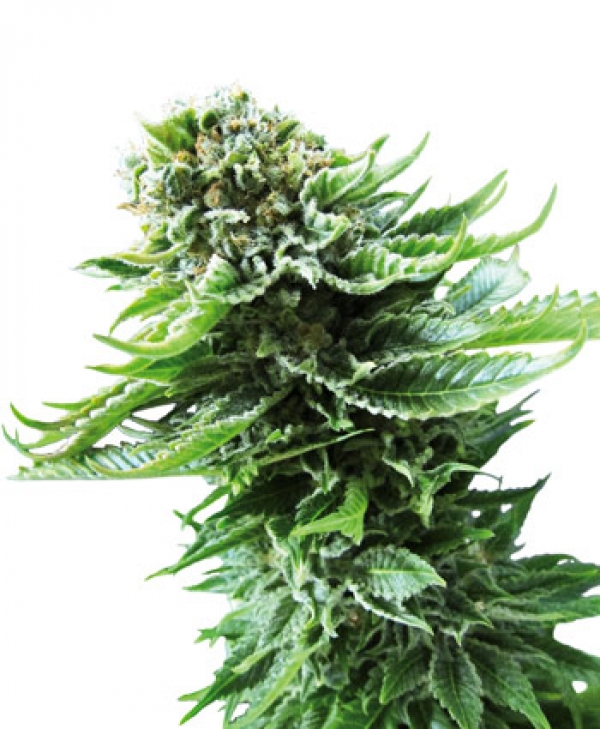 Northern Lights Automatic Feminised Cannabis Seeds | Sensi Seeds 