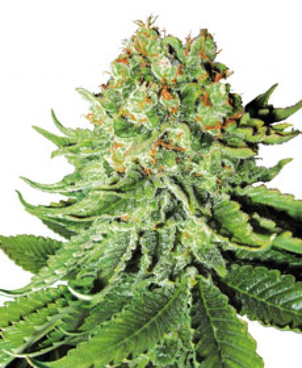 Northern Lights Automatic Feminised Cannabis Seeds | White Label Seed Company