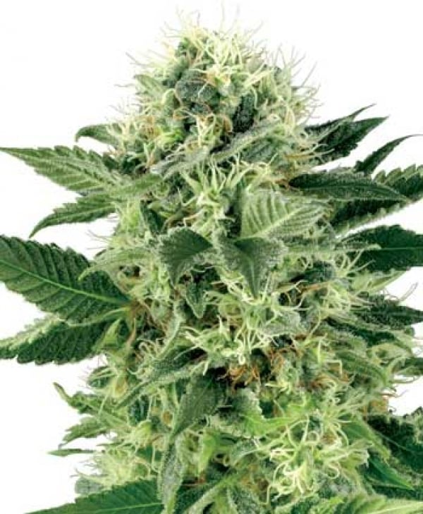 Northern Lights Feminised Cannabis Seeds | White Label Seed Company