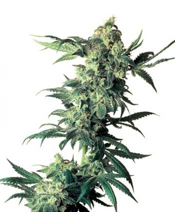 Northern Lights Regular Cannabis Seeds | Sensi Seeds 