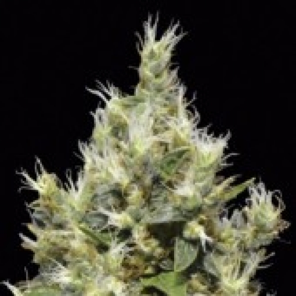 Northern Feminised Cannabis Seeds | CBD Seeds Classic Line