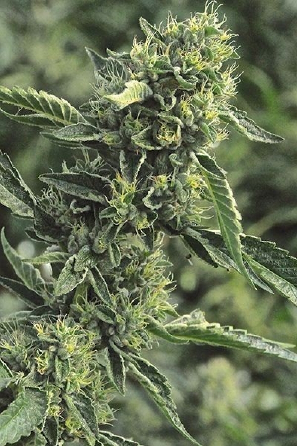 OG Kush Original Feminised Cannabis Seeds - Power Strains