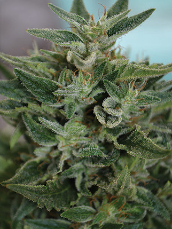 OG Kush CBD Feminised Cannabis Seeds | Medicann