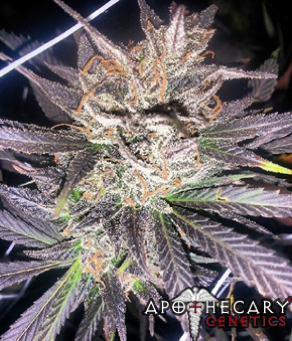 Old School Jams (Grape Ape x OG) Regular Cannabis Seeds | Apothecary Genetics Seeds 