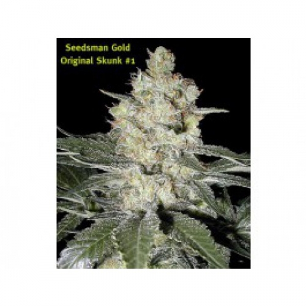 Skunk #1 Regular Cannabis Seeds | Seedsman