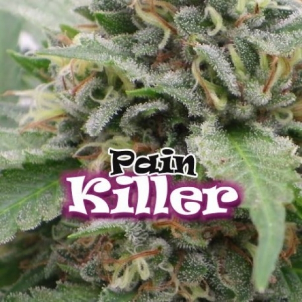 Pain Killer Feminised Cannabis Seeds | Dr Underground
