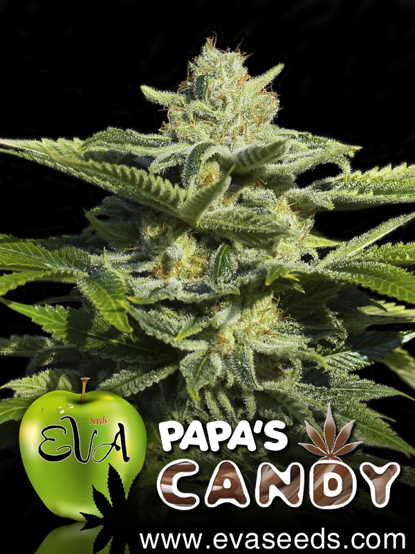 Papa's Candy Feminised Cannabis Seeds