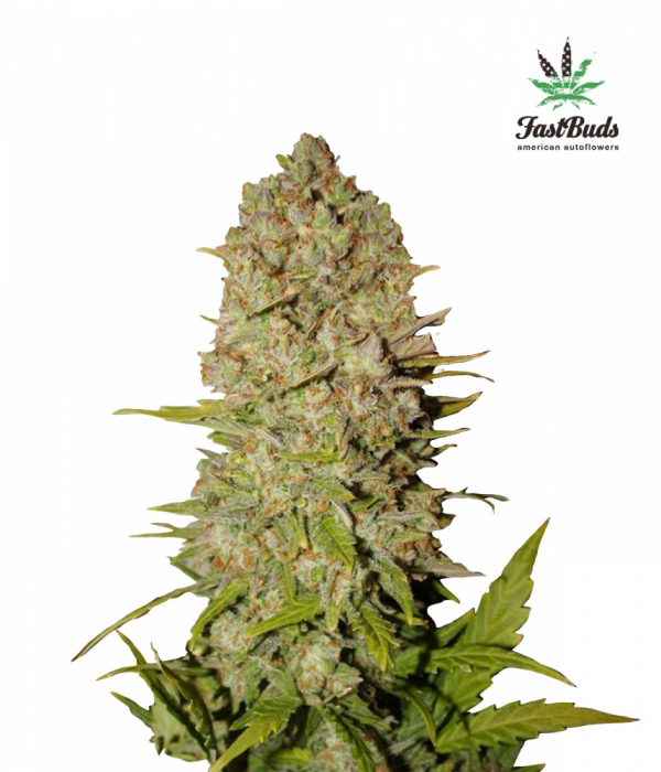 Pineapple Express Auto Feminised Cannabis Seeds | Fast Buds