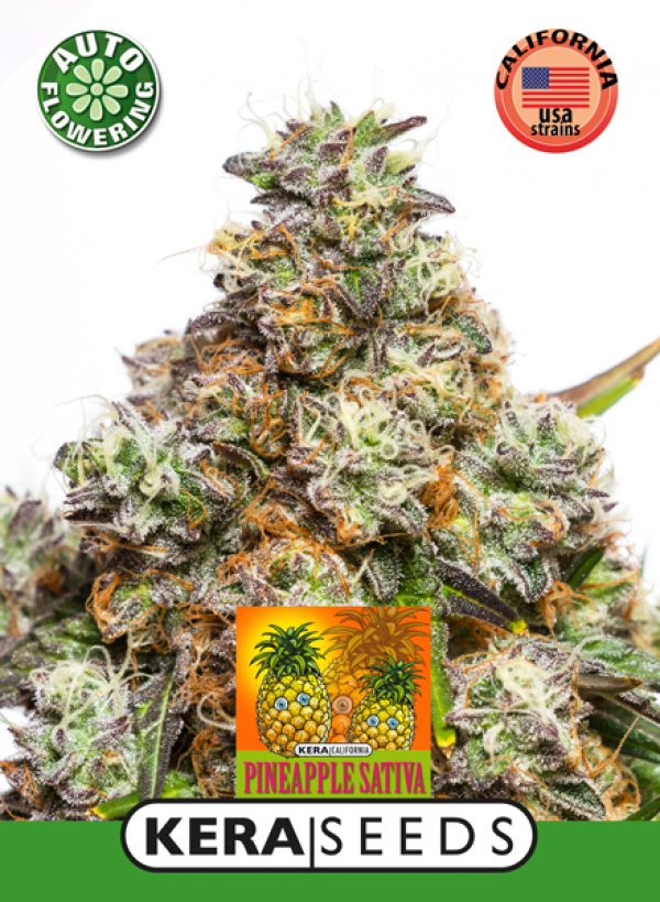 Pineapple Sativa Auto Feminised Cannabis Seeds | Kera Seeds
