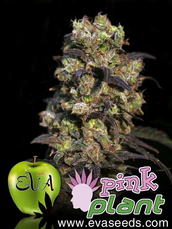 Pink Plant Feminised Cannabis Seeds