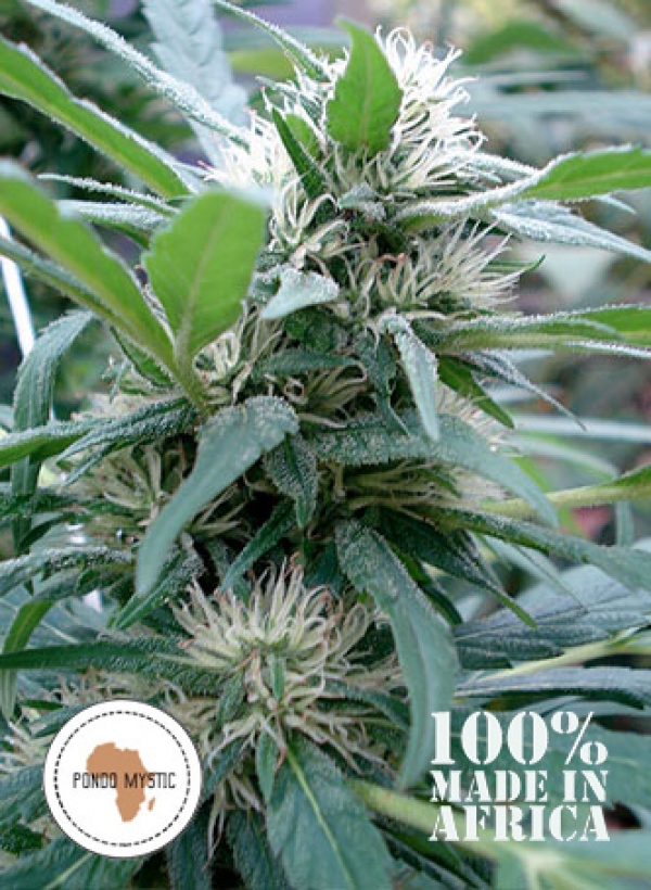 Apondo Mystic Regular Cannabis Seeds | Seeds of Africa