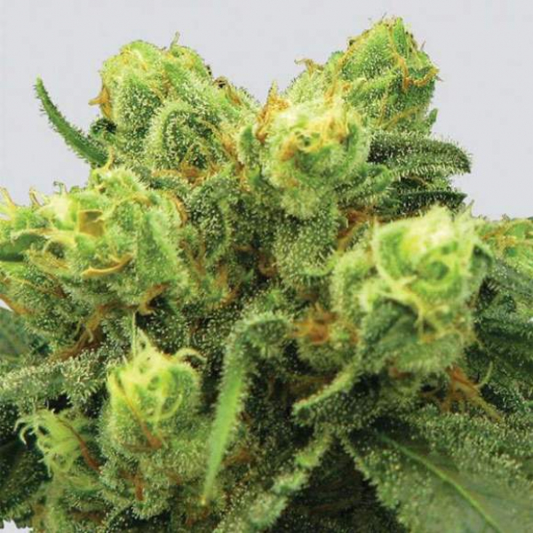 Big Bud Feminised Cannabis Seeds | Nirvana  Seeds
