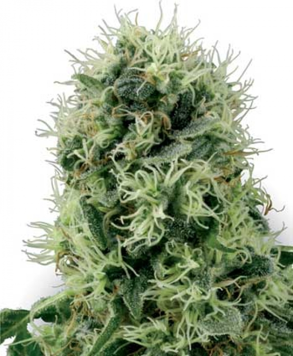 Pure Power Plant Feminised Cannabis Seeds | White Label Seed Company