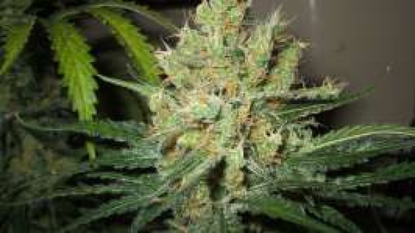 Pure Power Plant (PPP) Feminised Cannabis Seeds | Nirvana 
