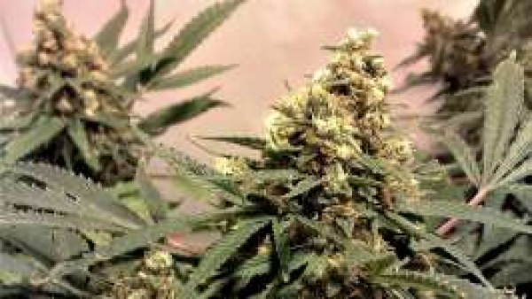  Pure Power Plant (PPP) Regular Cannabis Seeds | Nirvana