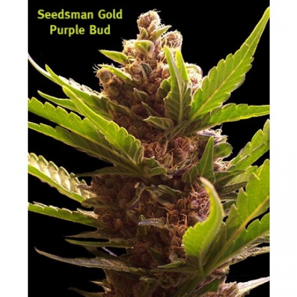 Purple Bud Regular Cannabis Seeds | Seedsman