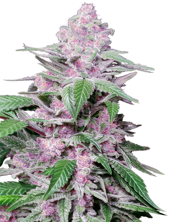 Purple Cookie Kush Feminised Cannabis Seeds - Sensi Seeds Research