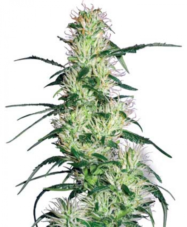 Purple Haze Feminised Cannabis Seeds | White Label Seed Company