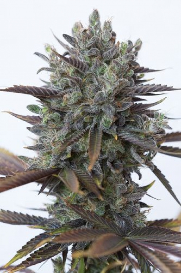 Purple Orange CBD Feminised Cannabis Seeds | Dinafem Seeds