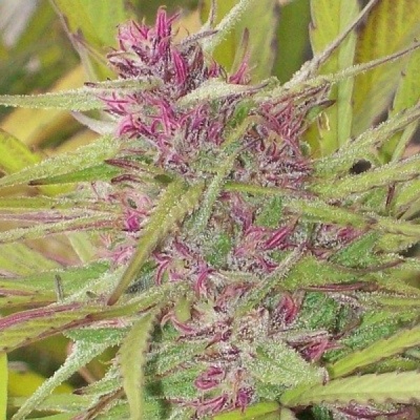 Purple Satellite Regular Cannabis Seeds | Ace Seeds